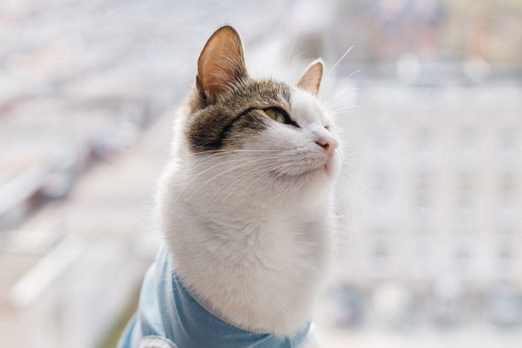 Chat mignon après stérilisation assis contre la fenêtre. Stérilisation des animaux